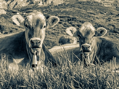 Rinderherde in der Schweiz