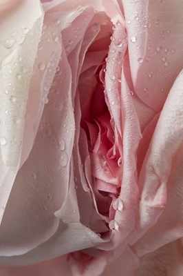 Rose med vanndråper på kronblad