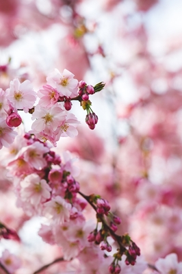 Cherry Blossoms Sakura