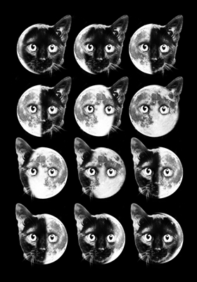 Cat moon phases