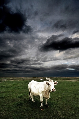 Kráva na pastvině