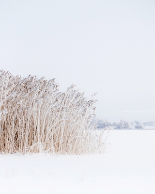 Reeds in frozen lake