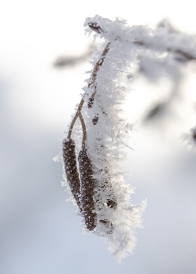 Birkevedhæng med rimfrost