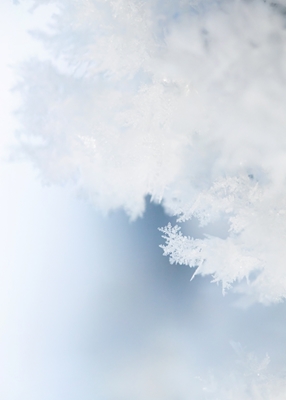 Nærbillede af rimfrost
