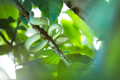deadly green bush viper
