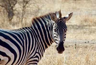 Zebra på savannen i Tanzania