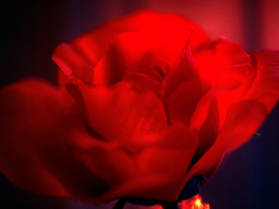 So rot die Rose