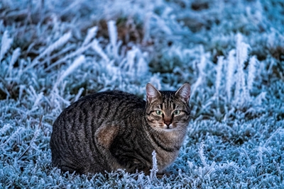 Chat en hiver