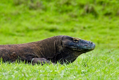 Komodo dragon is resting