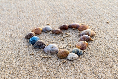 Corazón de mejillón en la playa del Mar del Norte 