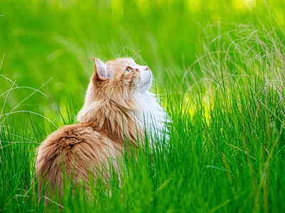 Katt ser opp i gresset