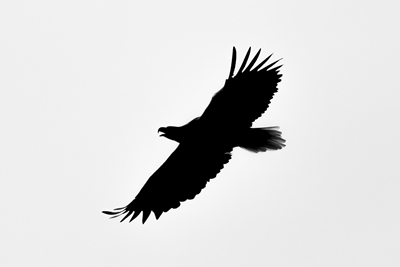 Eagle in silhouette