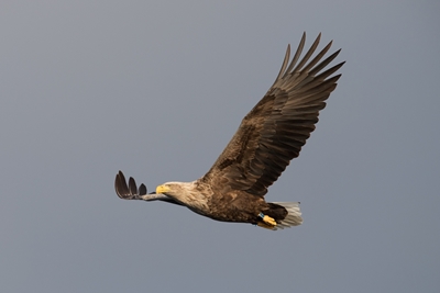 White-tailed eagle in sunset
