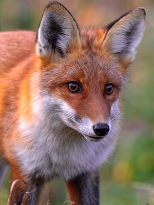 The fox cub