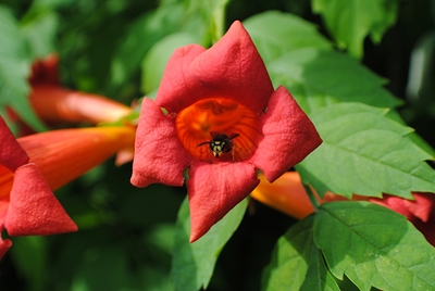Biene in Blüte