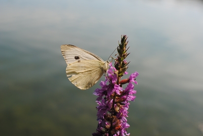  Cabbage white on purple loose