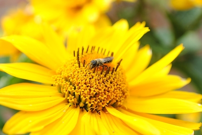 Wąska pszczoła na kwiatku
