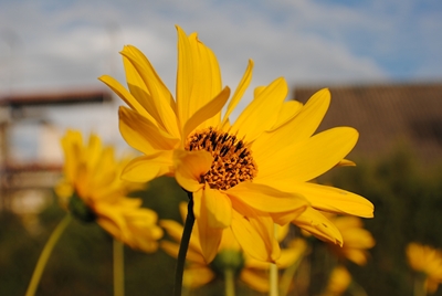  perennial sunflower