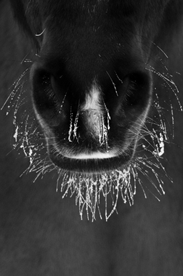 Frosted Muzzle (B&W)