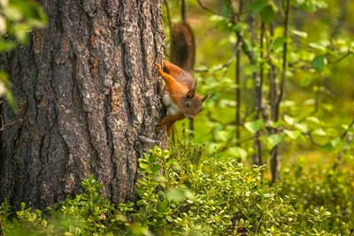 Red Squirrel (Sciurus vulga)