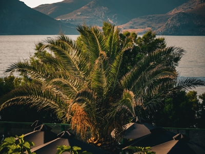 Palmboom bij zonsondergang