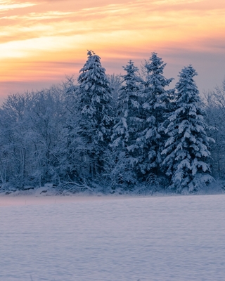  Winter wonderland 