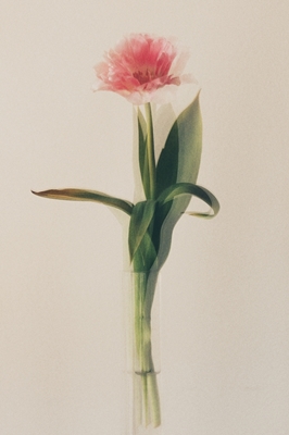 Tulip in vase
