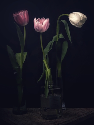 Drei Tulpen