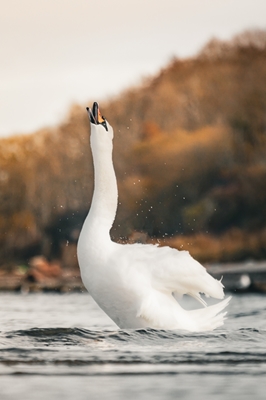 The dancing swan