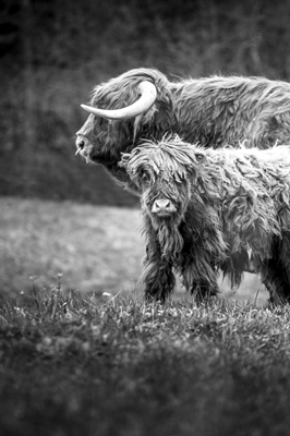 Highland Cettle with calf