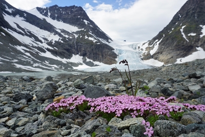 Moss campion ved Steindalsbreen
