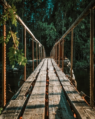 Ponte nella foresta