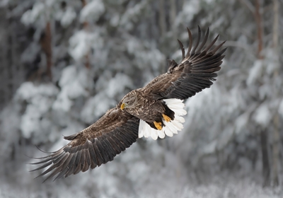 Águia-de-cauda-branca na paisagem do inverno 
