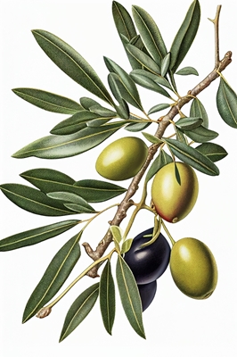 Rameau d’olivier