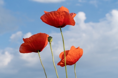  Poppies against a blue sky