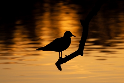 Vogel bij zonsondergang