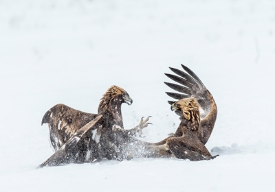 Fighting golden eagles 