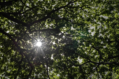 Streak of sunlight in branches