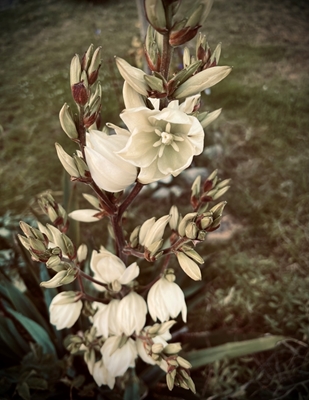 Flores brancas 
