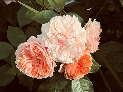 Apricot roses