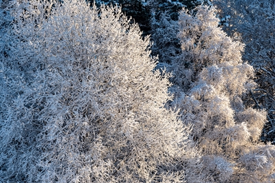 Hoarfrost on trees in the sun