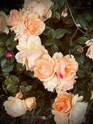 Květiny /Růžové Oranžové Růže 