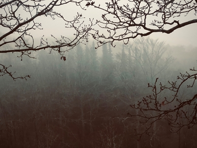 Des branches dans le brouillard 