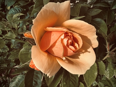Hermosa rosa
