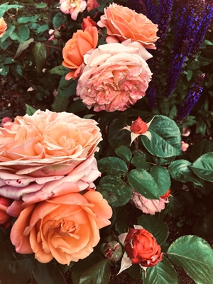 Růže v růžové a meruňkové barvě 