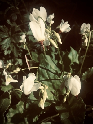 Bílý květ 