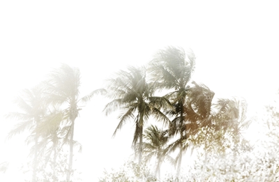 Tropiske palmer