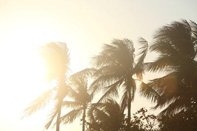 palmbomen bij zonsopgang