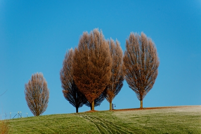 Stromy na golfovém hřišti