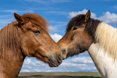 Dois cavalos